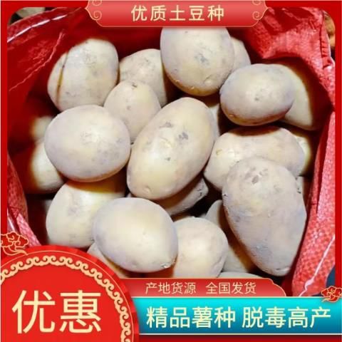 围场县土豆种薯:经过脱毒纯度高亩产高，适应范围广，包种植技术。