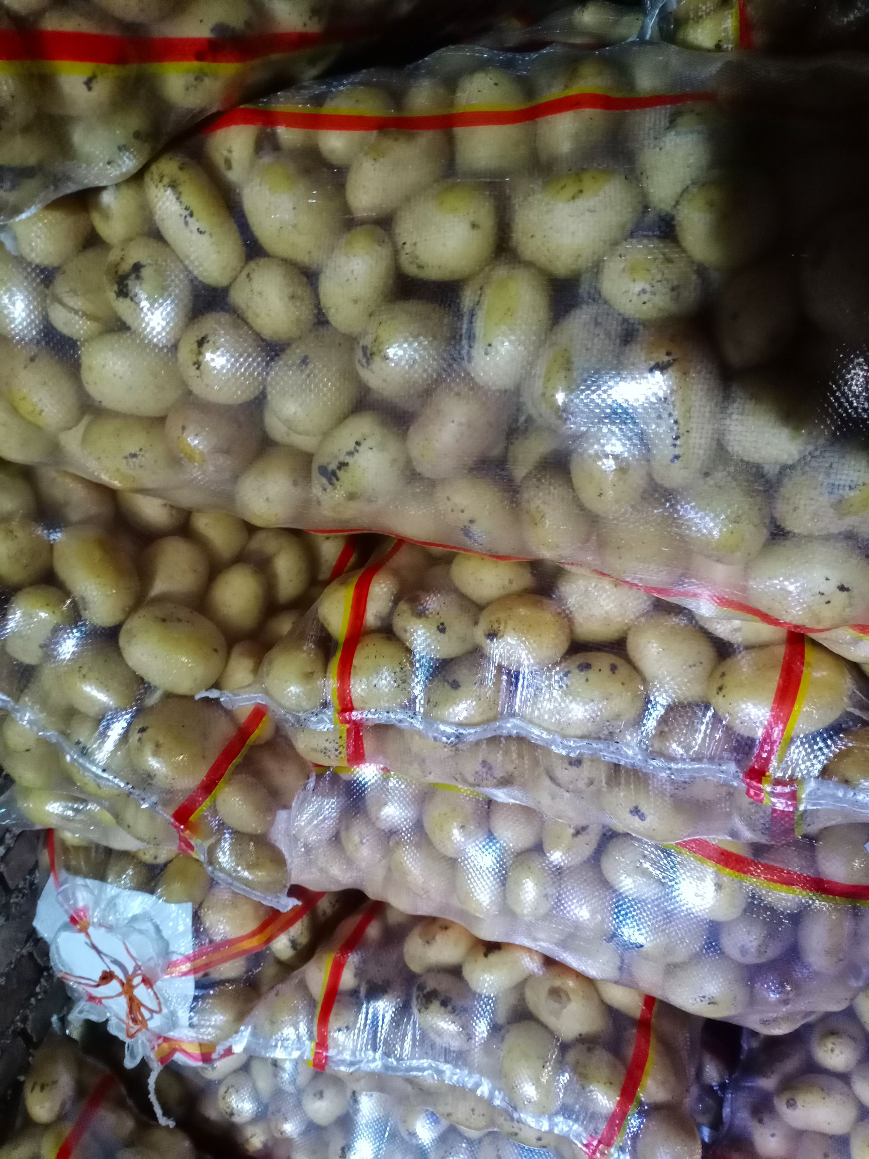 土豆种薯:经过脱毒纯度高亩产高，适应范围广，包种植技术。