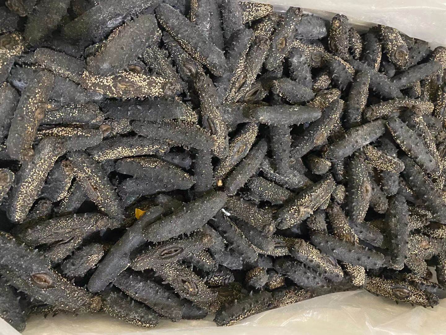 海参干  出一款海区底播淡干海参，刺参涨发两倍半的短粗胖YS
