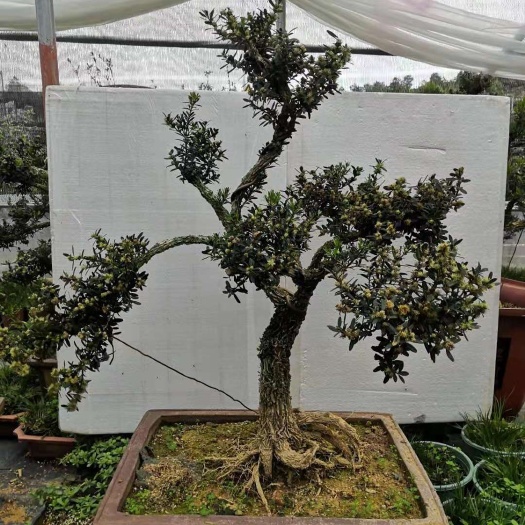 漳平市 黄杨树小叶雀舌黄杨盆景庭院树造型十年老桩景观树木别墅绿化树