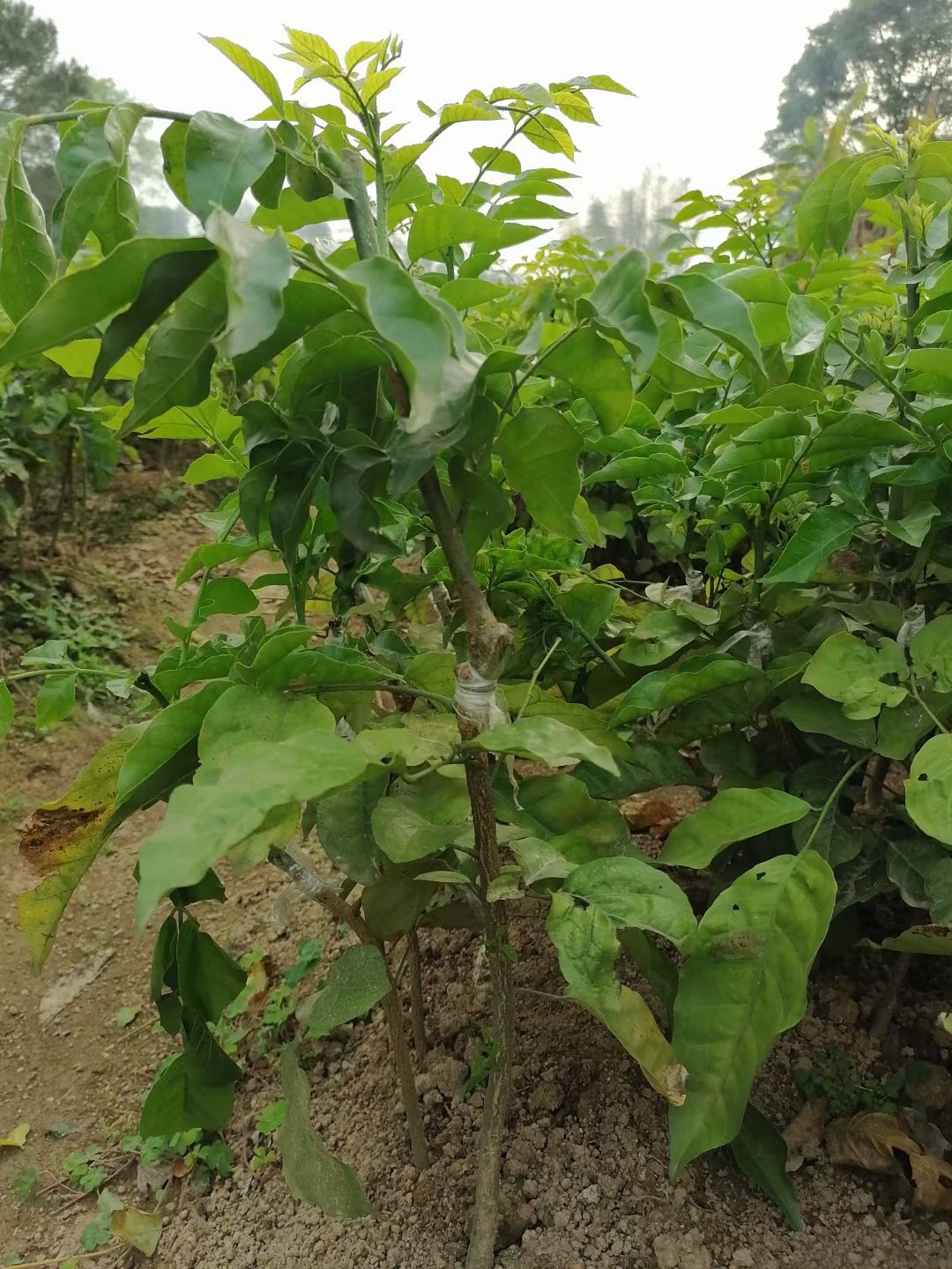 黑黄皮果苗  黄皮果树苗 黑黄皮嫁接果树苗，当年种植当年结果