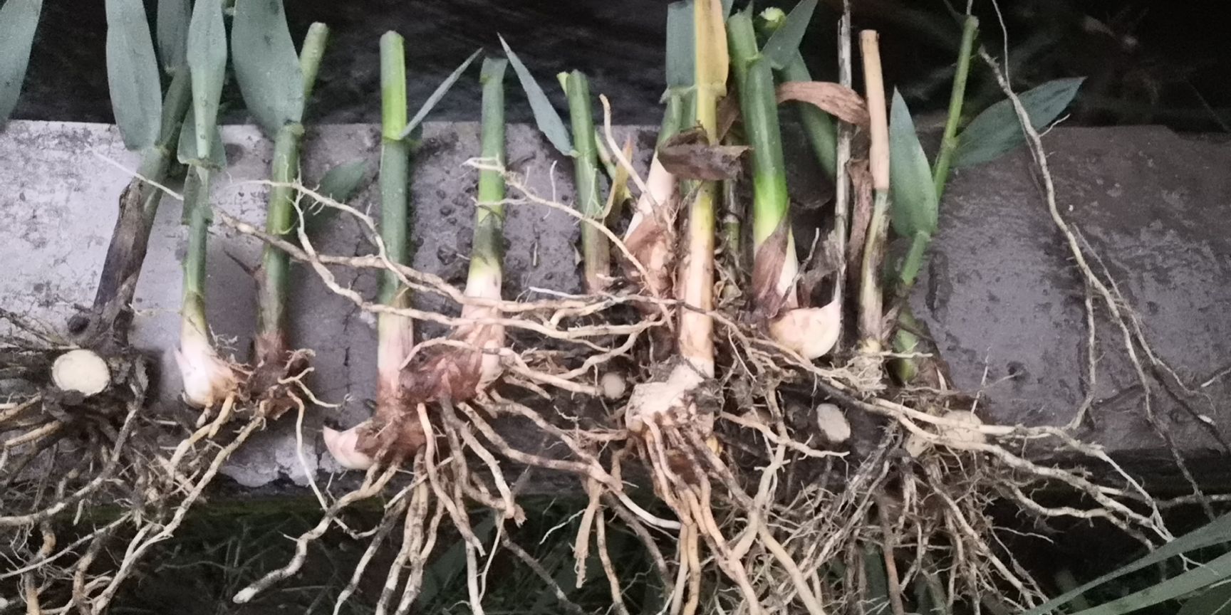 牧草  全光照培育绿洲一号老根苗零下25度可安全越冬一次种植