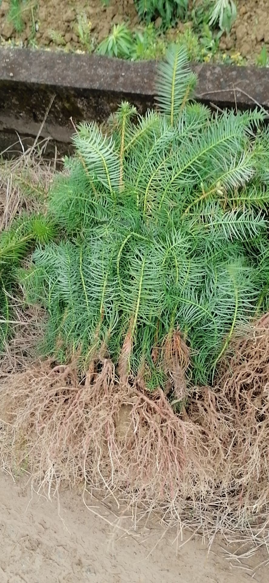  柳州融安香杉牌速生杉木苗