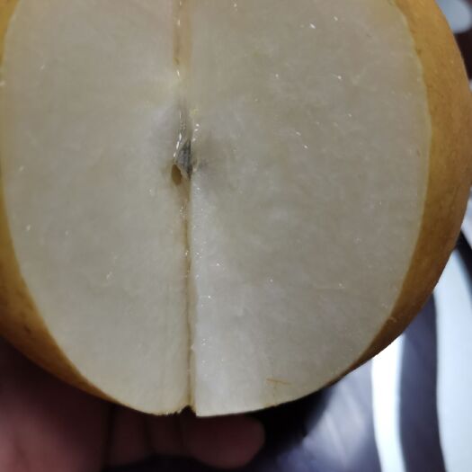 莱阳市晚秋黄梨 莱阳晚秀梨，自己家的梨，口感脆甜多汁！不软！都是90以上的果