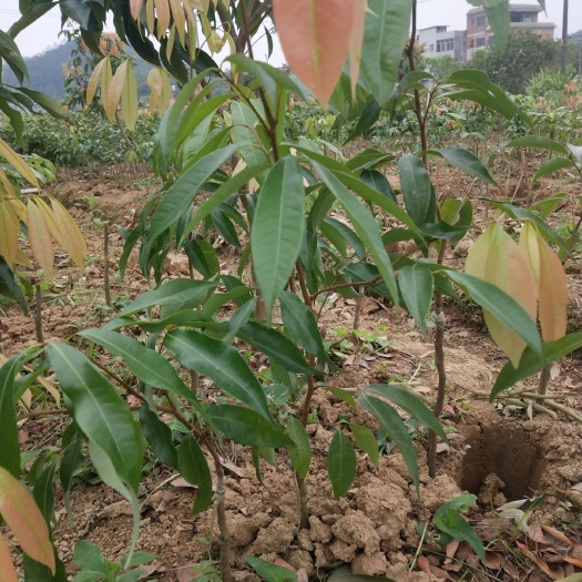 灵山县荔枝苗 实生苗 容器苗 