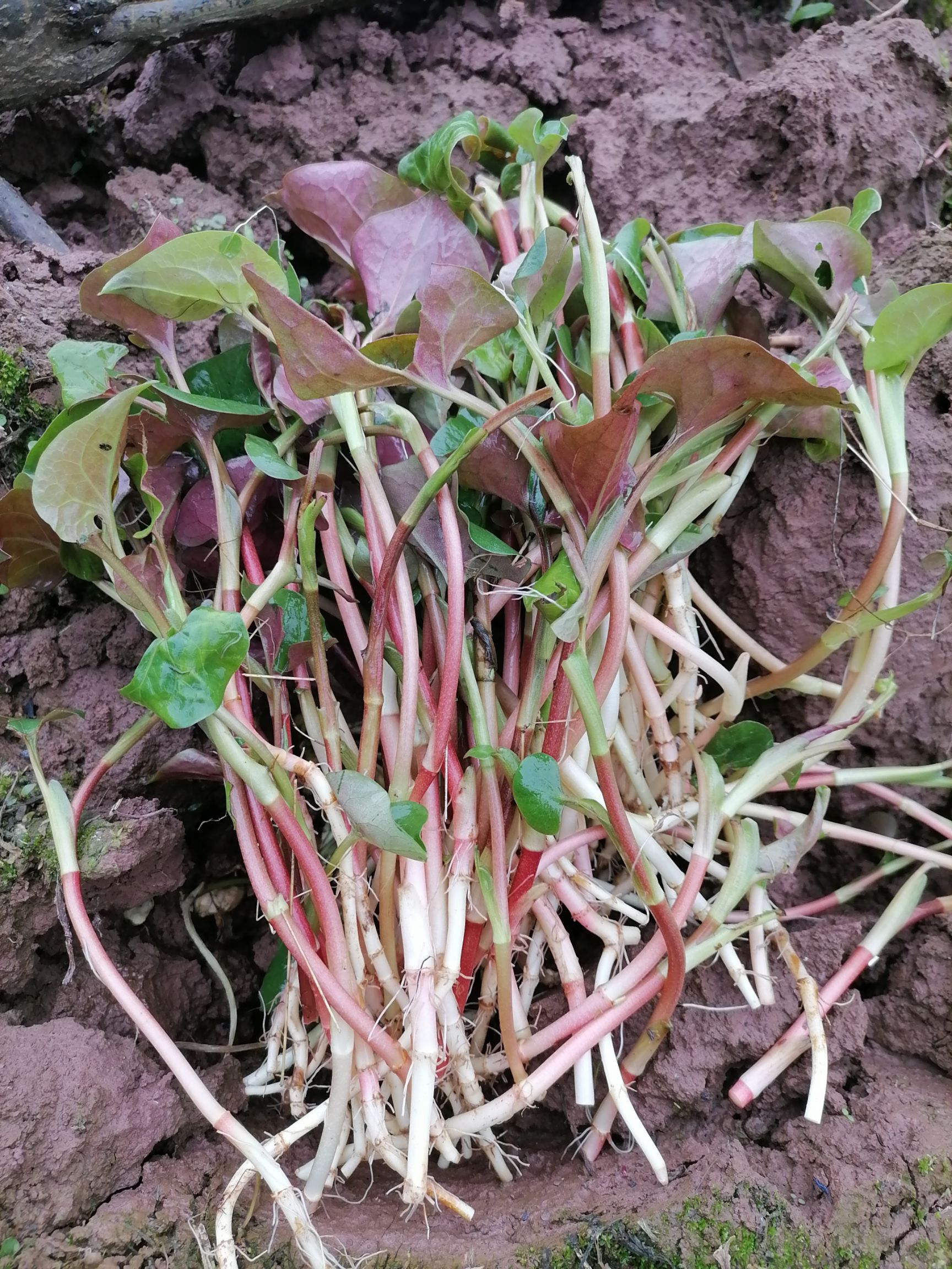 四川純生折耳根新鮮蔬菜涼拌菜現挖現發魚腥草