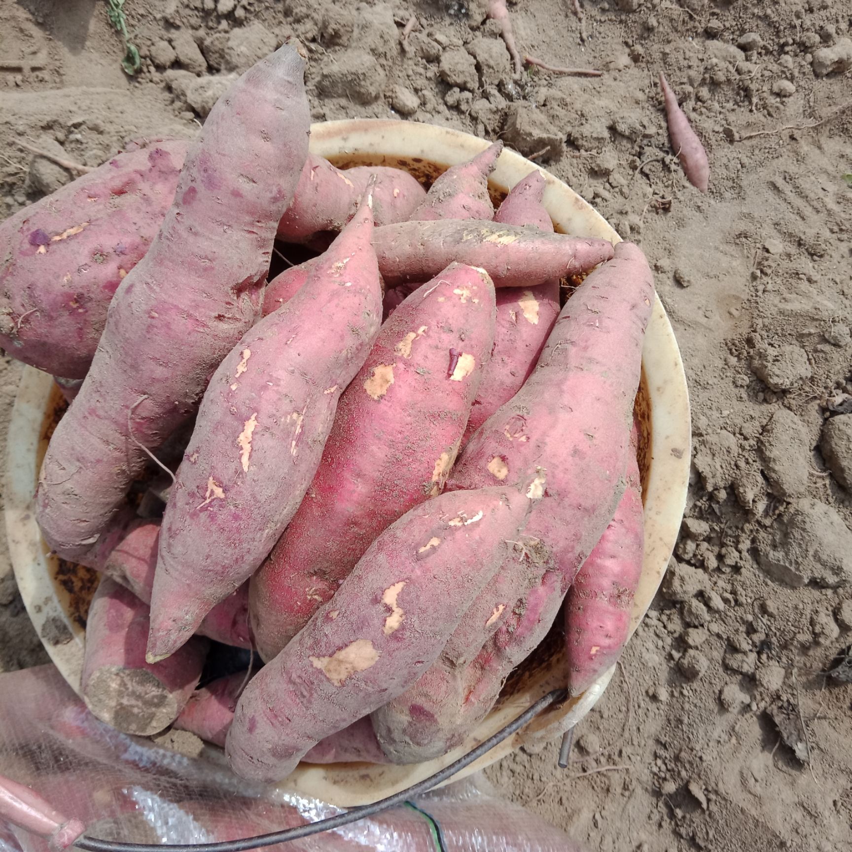 红薯，西瓜红，电商货，工厂货，大量供应，品质保证，货源充足，