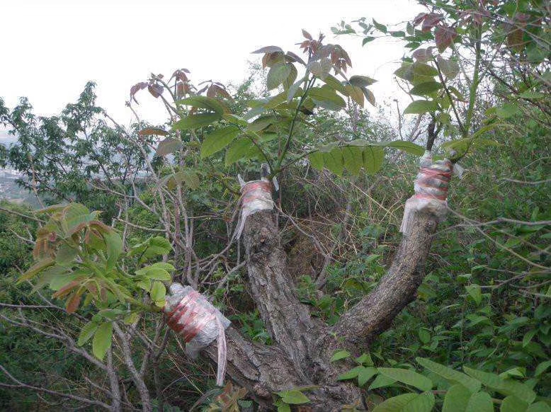 核桃接穗  纸皮核桃优种接穗条 嫁接团队 修剪团队   上门