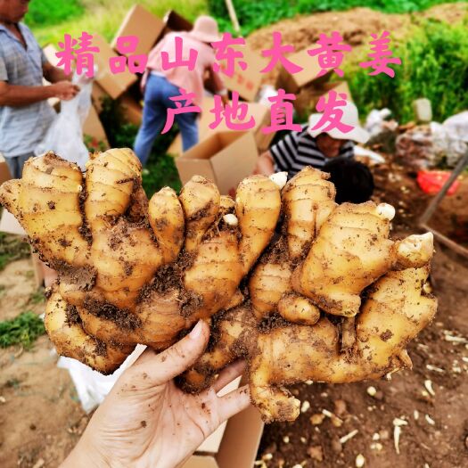 安丘市原产地直供山东大黄姜生姜带泥水洗风干生姜全国发货
