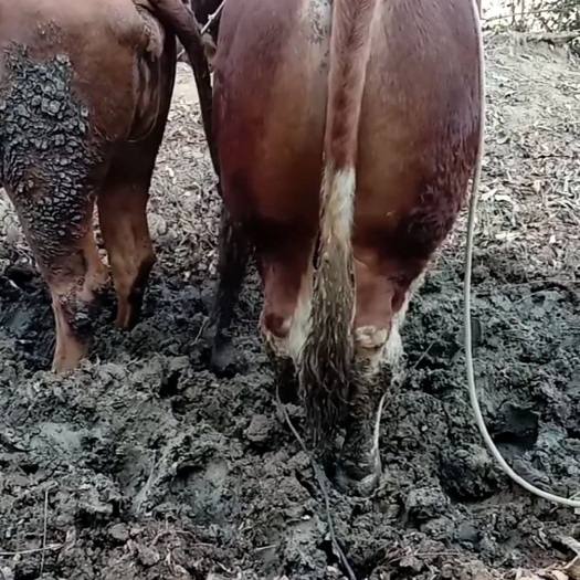 威宁县肉牛 1000斤以上 统货 