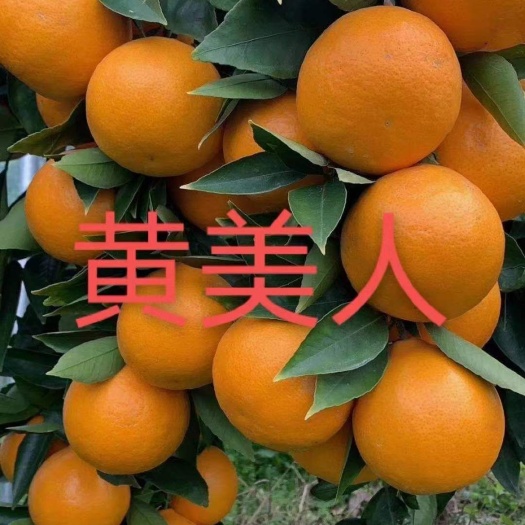 黄美人柑橘苗(爱媛68号)稀植苗带土球发货
