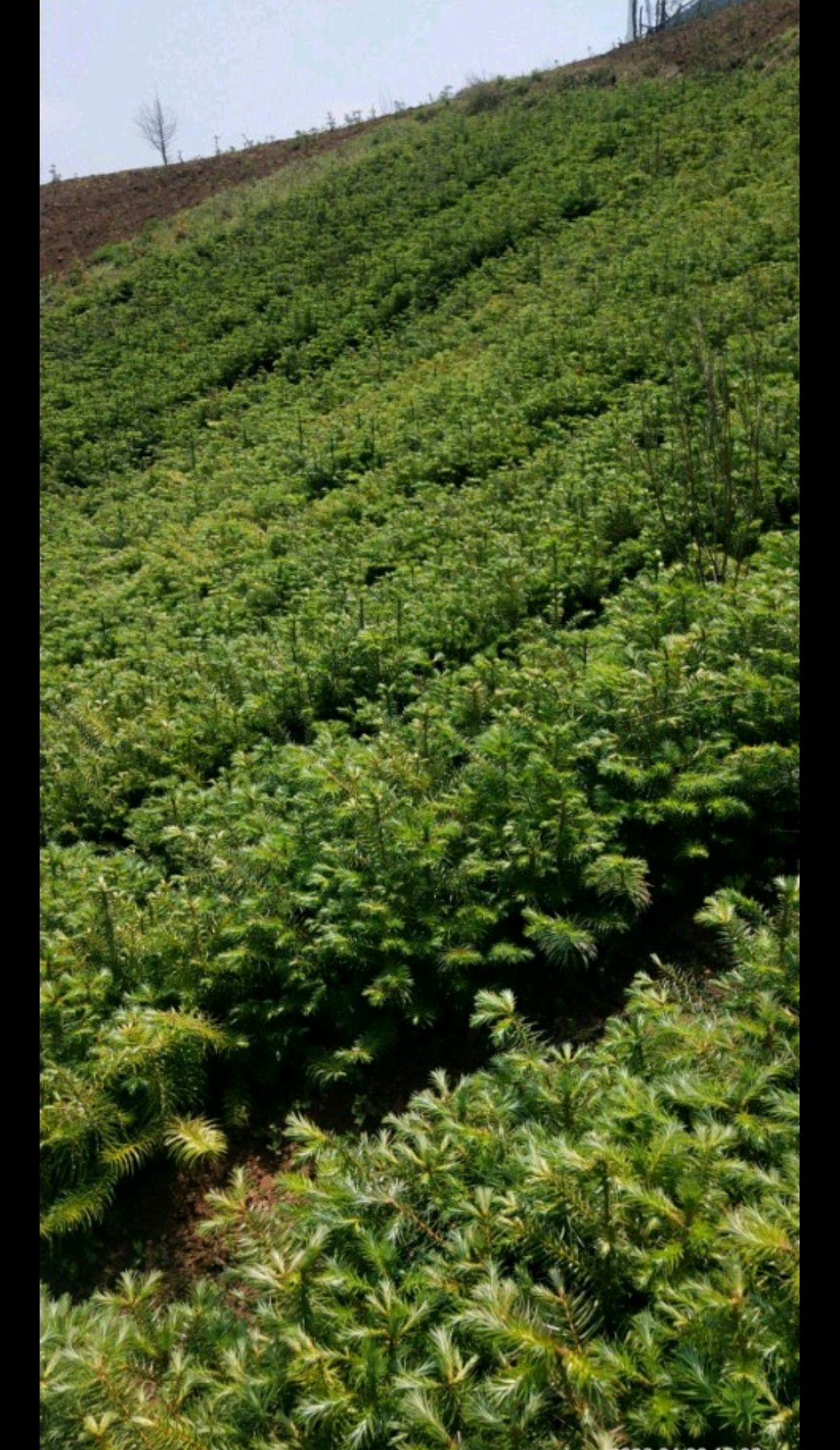 红心杉  大量批发优质杉树苗