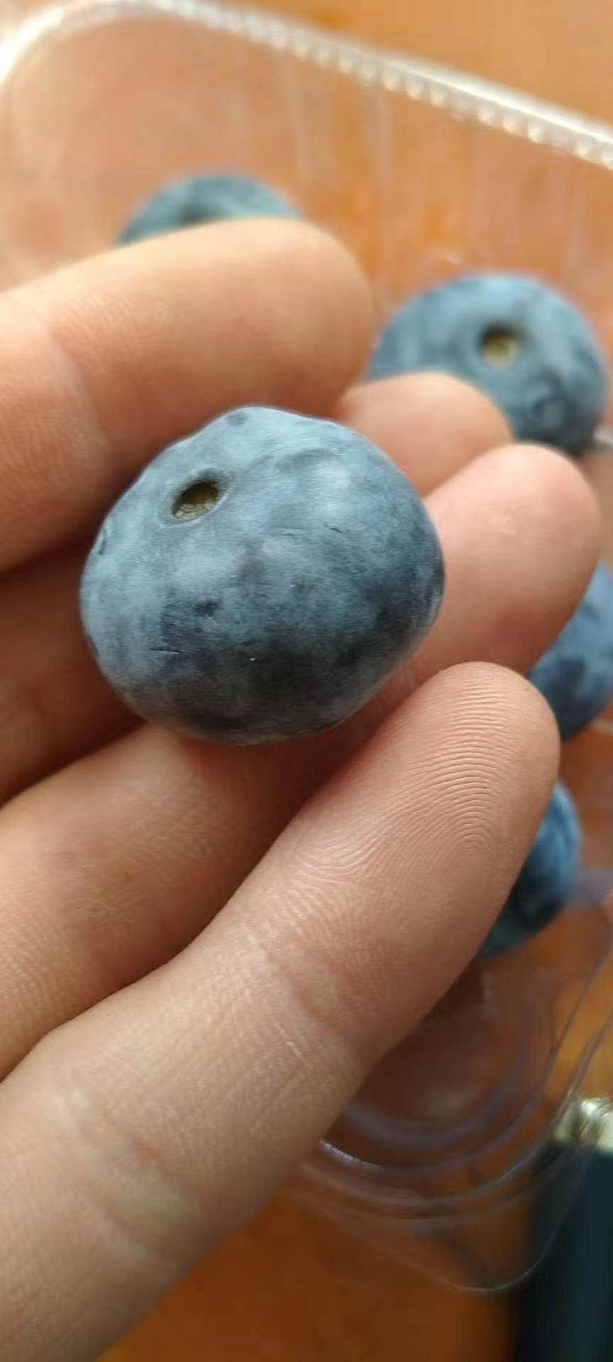 山东蓝莓  青岛蓝莓鲜果！品种多口感好质量高，欢迎老板下单