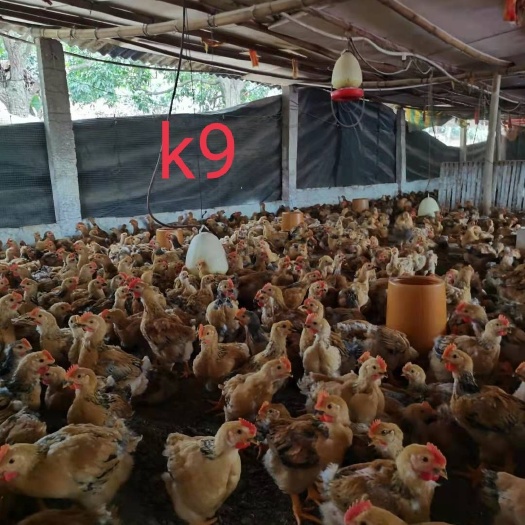 兴业县肉鸡苗  k9  公苗1斤左右
