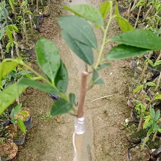 茂名奇楠沉香树 批发就是优势！我们不懂什么美好的广告词，我只懂做好品质！