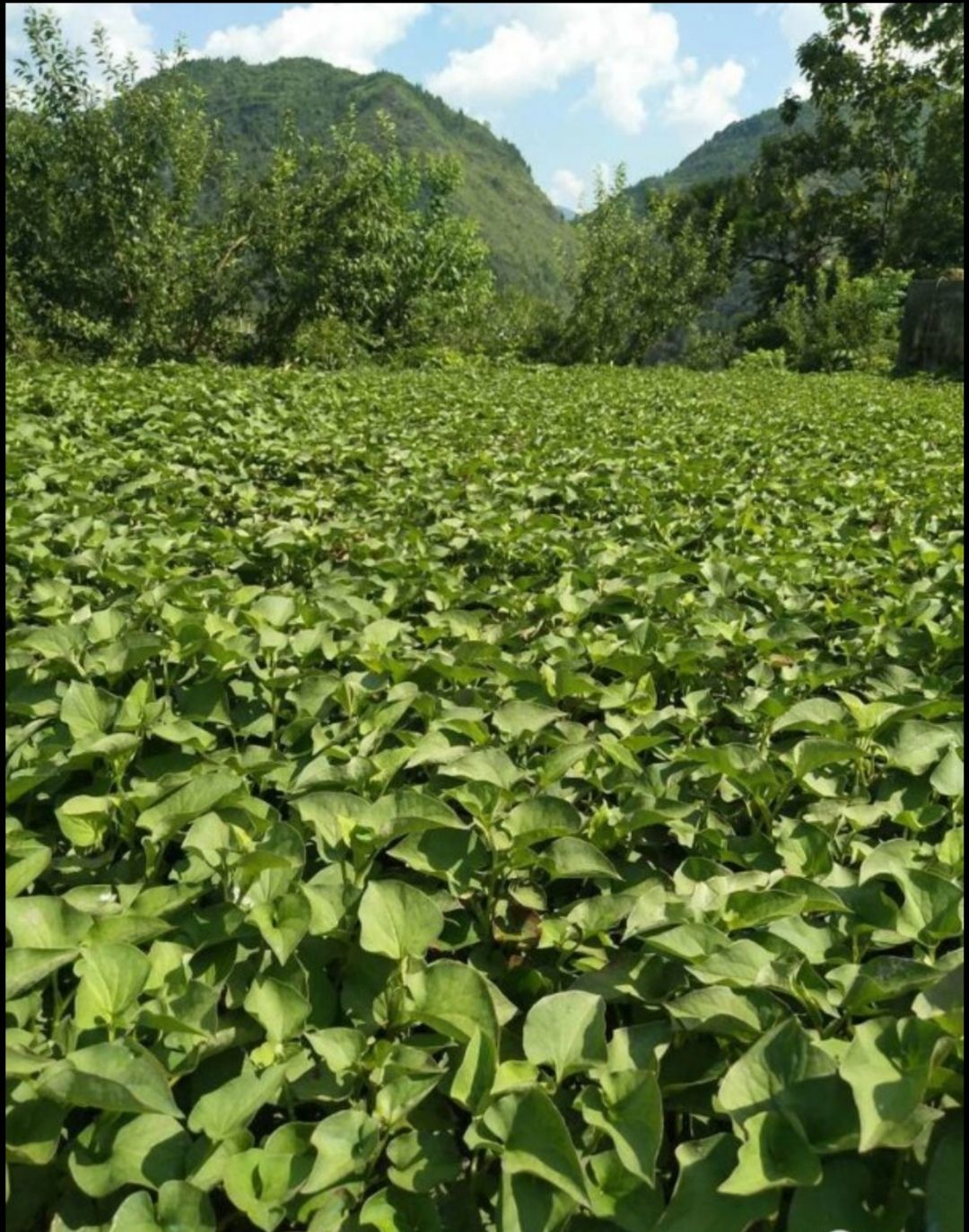 白茎鱼腥草  新鲜鱼腥草嫩根 折耳根5斤包邮泥根洗根同价
