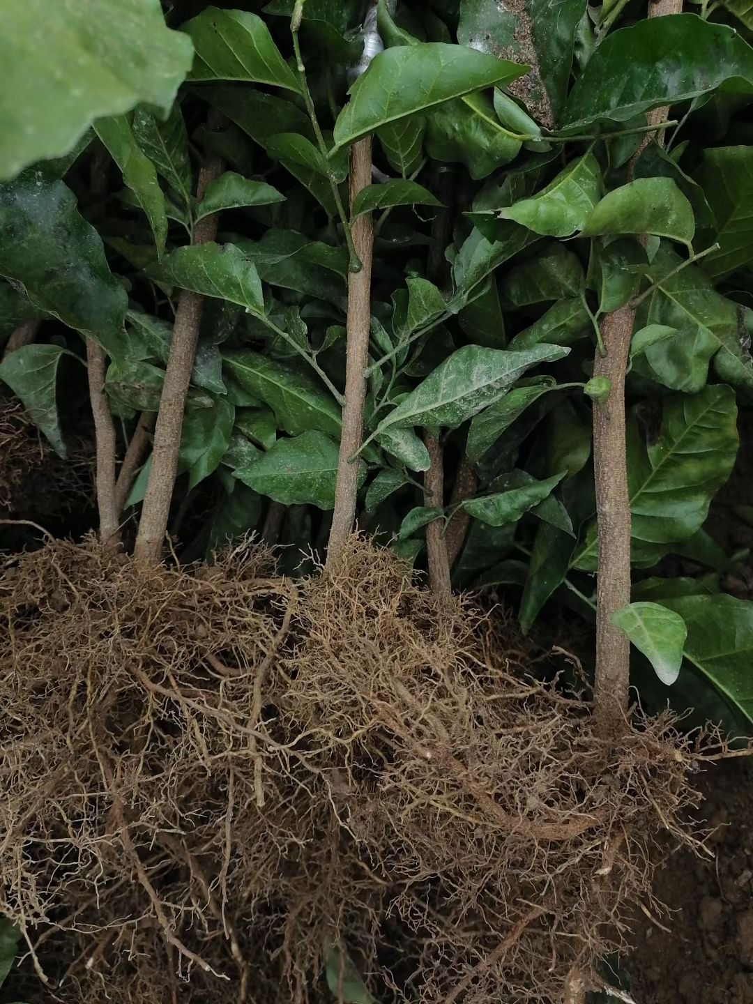 黑黄皮果苗  黄皮果树苗 黑黄皮嫁接果树苗，当年种植当年结果