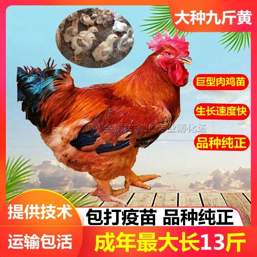 南宁脱温鸡苗  脱温K9肉鸡苗麻黄快大新广901广东清远麻鸡青脚麻鸡良凤花鸡