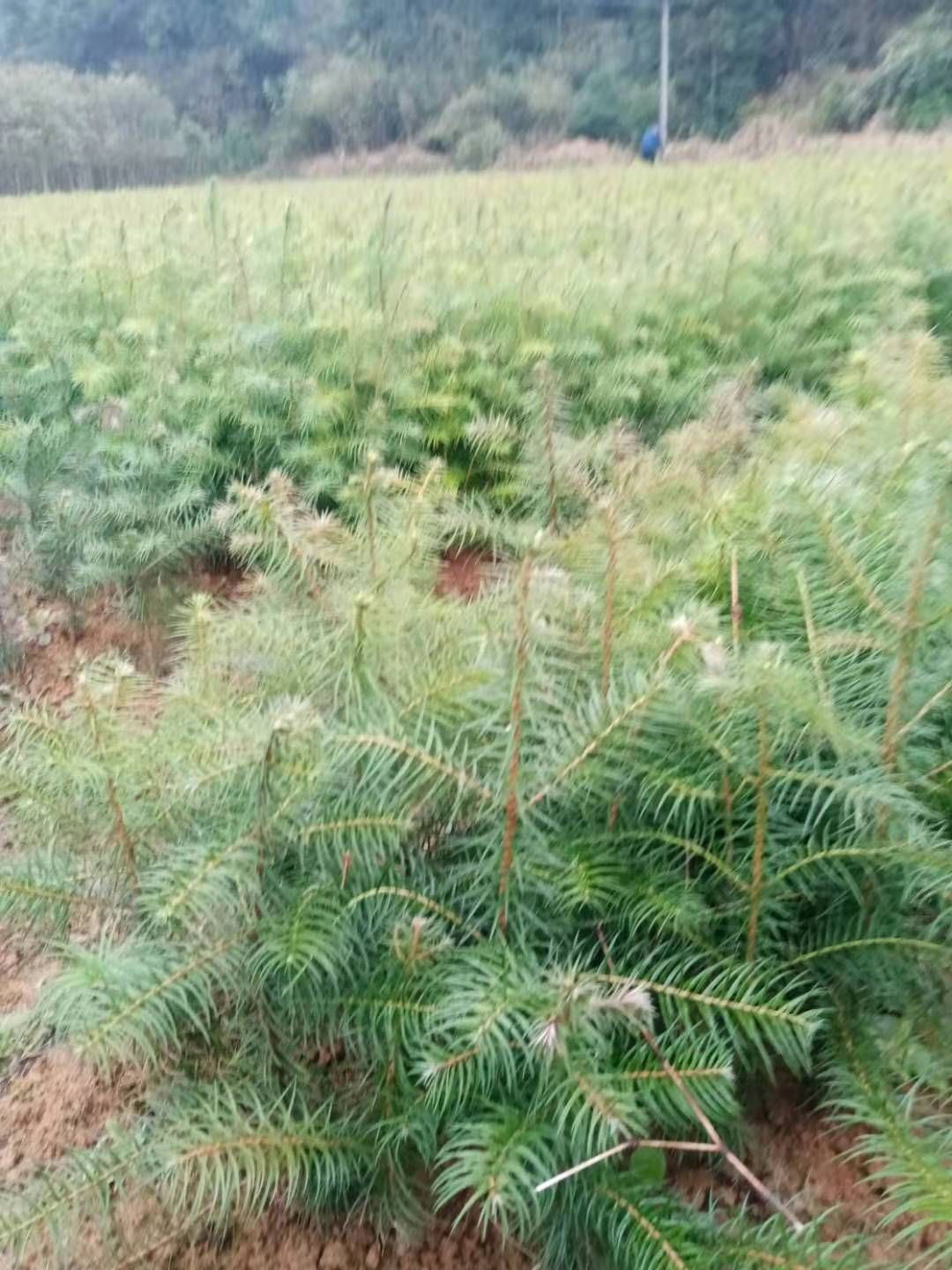 杉木树苗  大量供应一年生杉木小苗，原生田苗，苗圃直供，走量批发