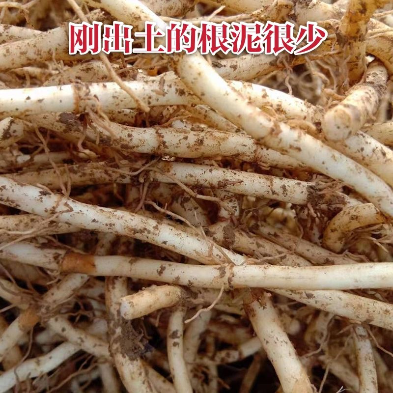 白茎鱼腥草  新鲜鱼腥草嫩根 折耳根5斤包邮泥根洗根同价