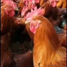 三原县肉鸡苗  大量供应各种鸡苗，380，肉芦花。柴卢花，青脚，良凤，乌鸡等