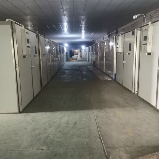 广州K9鸡苗 广州永顺鸡苗孵化场长年供应麻黄苗，土鸡苗，黄花鸡，珍禽类