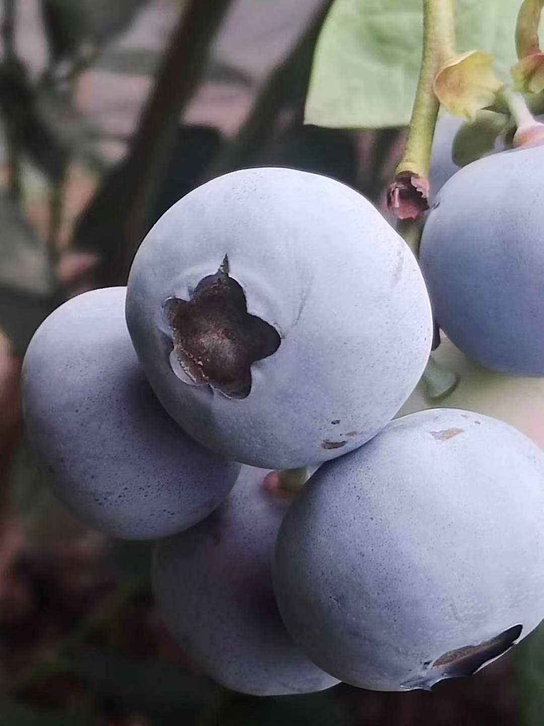 山东蓝莓  青岛蓝莓鲜果！品种多口感好质量高，欢迎老板下单