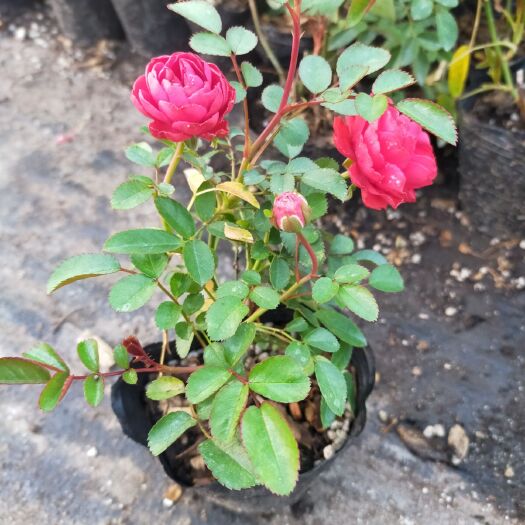 沭阳县丰花月季