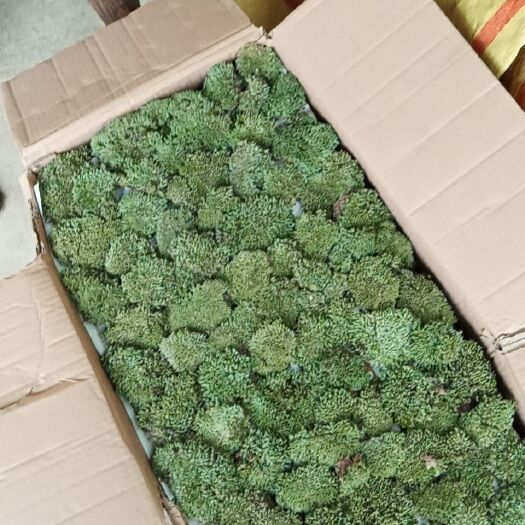 太湖县青苔 