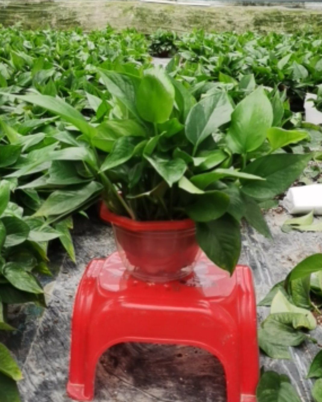 绿萝盆栽苗木花草室内观叶植物净化空气办公家居装饰