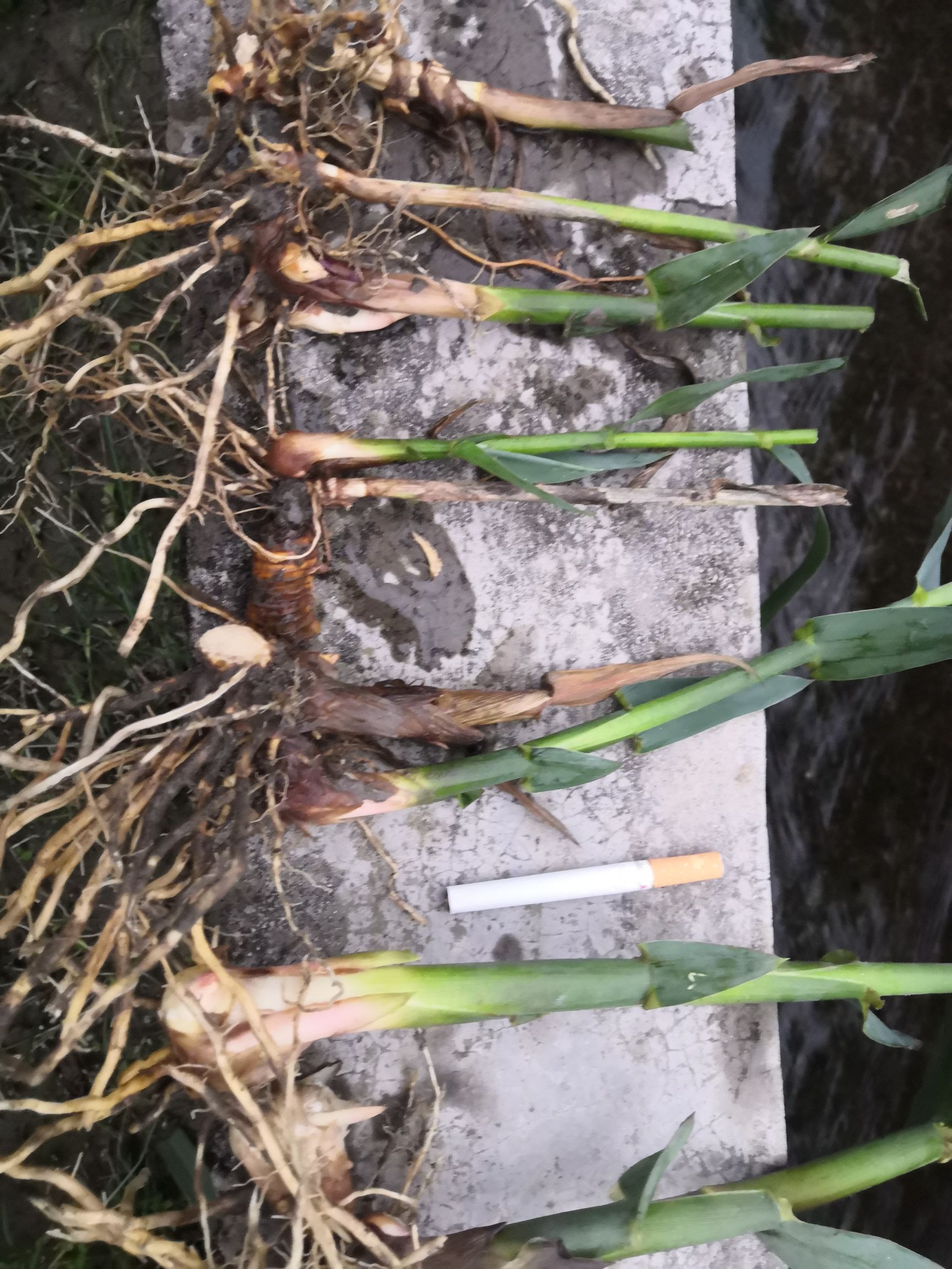 牧草  全光照培育绿洲一号老根苗零下25度可安全越冬一次种植