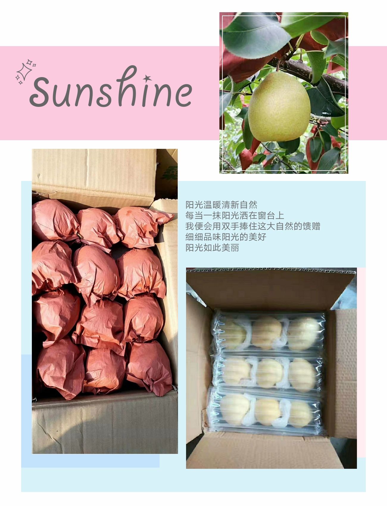 山西平遥贡梨酥梨，水分多，皮薄，脆甜可口