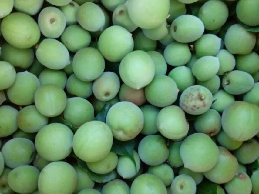 青梅  手工选摘