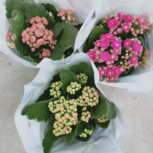 广州长寿花盆栽 