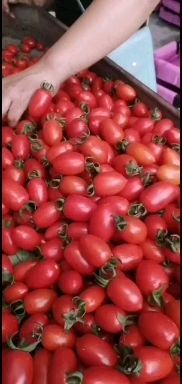 滑县千禧圣女果 欢迎老板到基地前来考查，今年我们这圣女果基地5百亩，货源充足