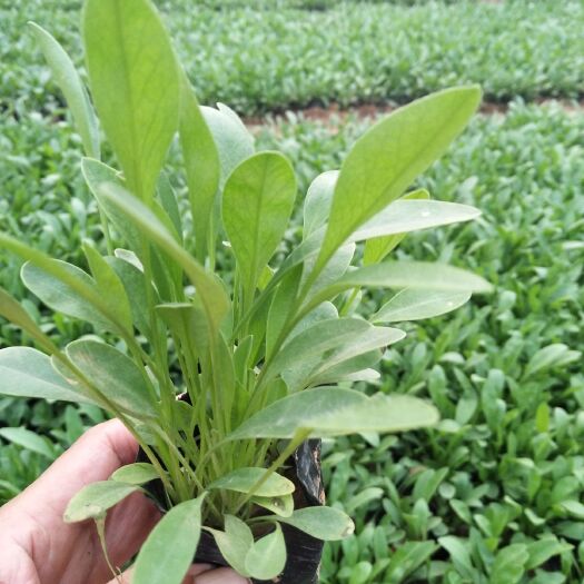 青州市 大花金鸡菊，多年生宿根草花，种植基地