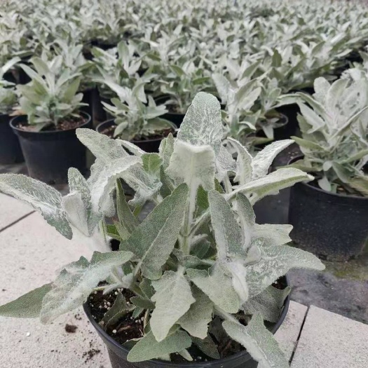 成都冰忍鼠尾草，自家基地.量大从优