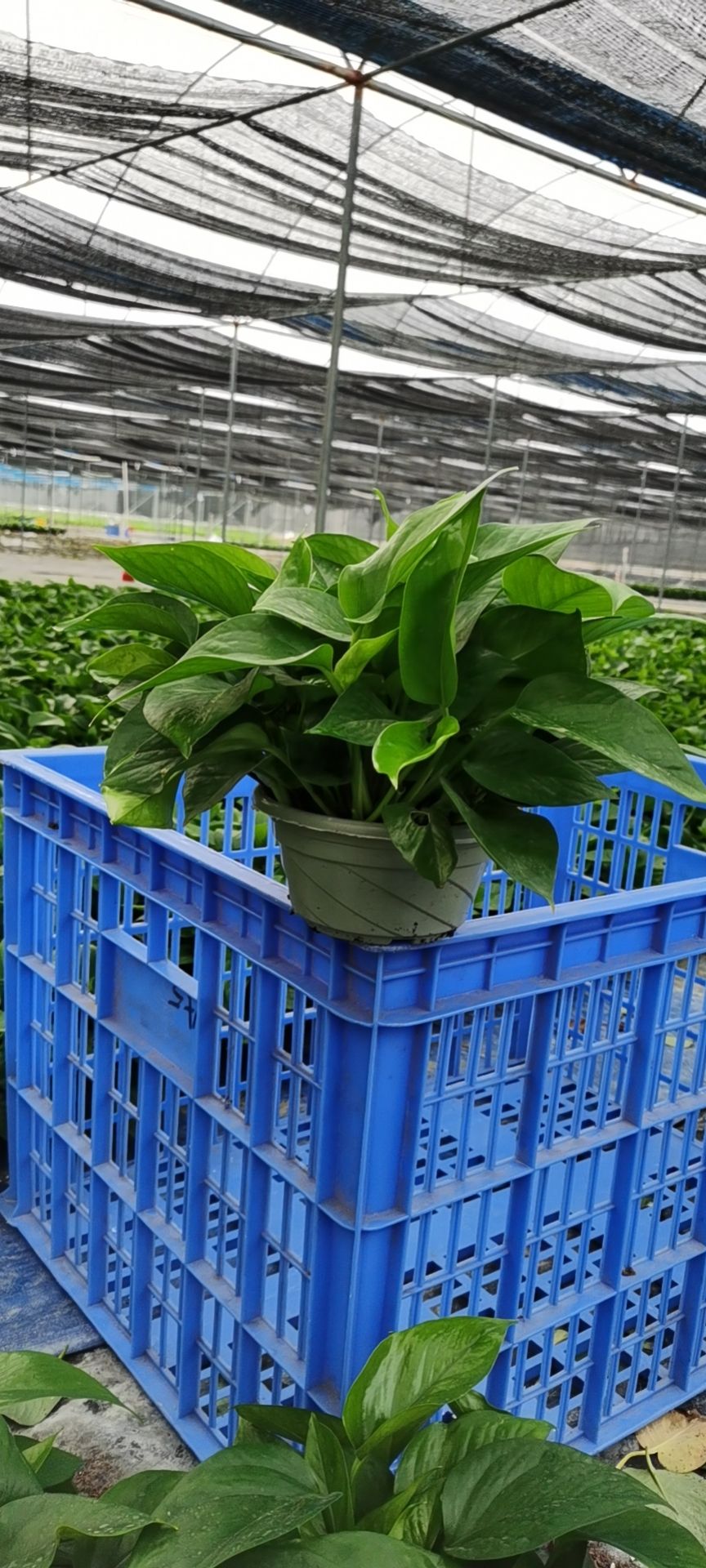 绿萝盆栽苗木花草室内观叶植物净化空气办公家居装饰