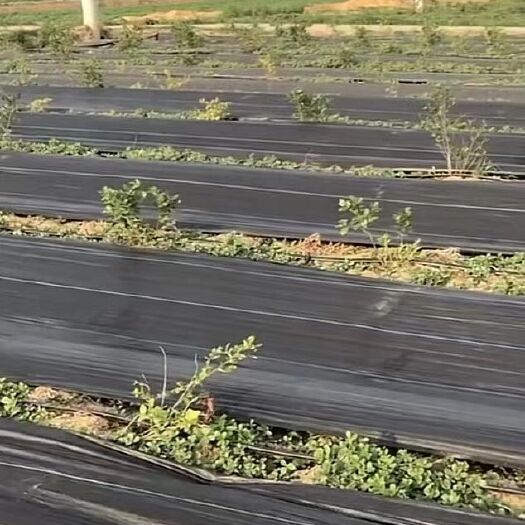 寿光市 乾鹤防草布