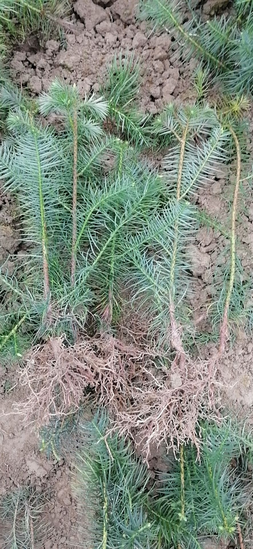  柳州融安香杉牌速生杉木苗