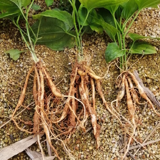 灵山县红花百部苗