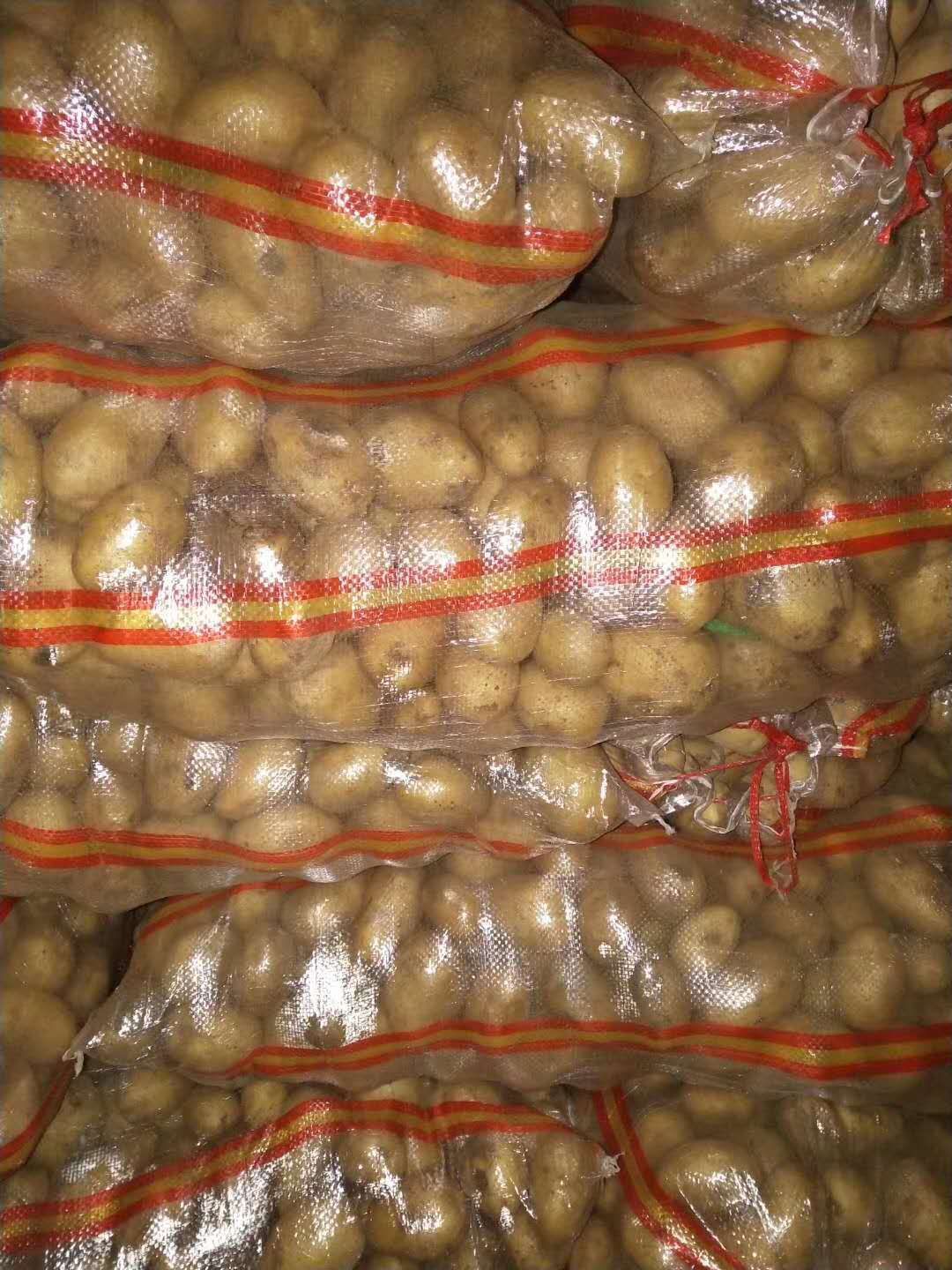 土豆种薯:经过脱毒纯度高亩产高，适应范围广，包种植技术。