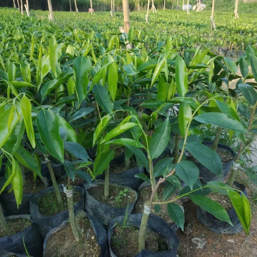 茂名嫁接奇楠苗，包邮的话是25一棵，自提10元一棵