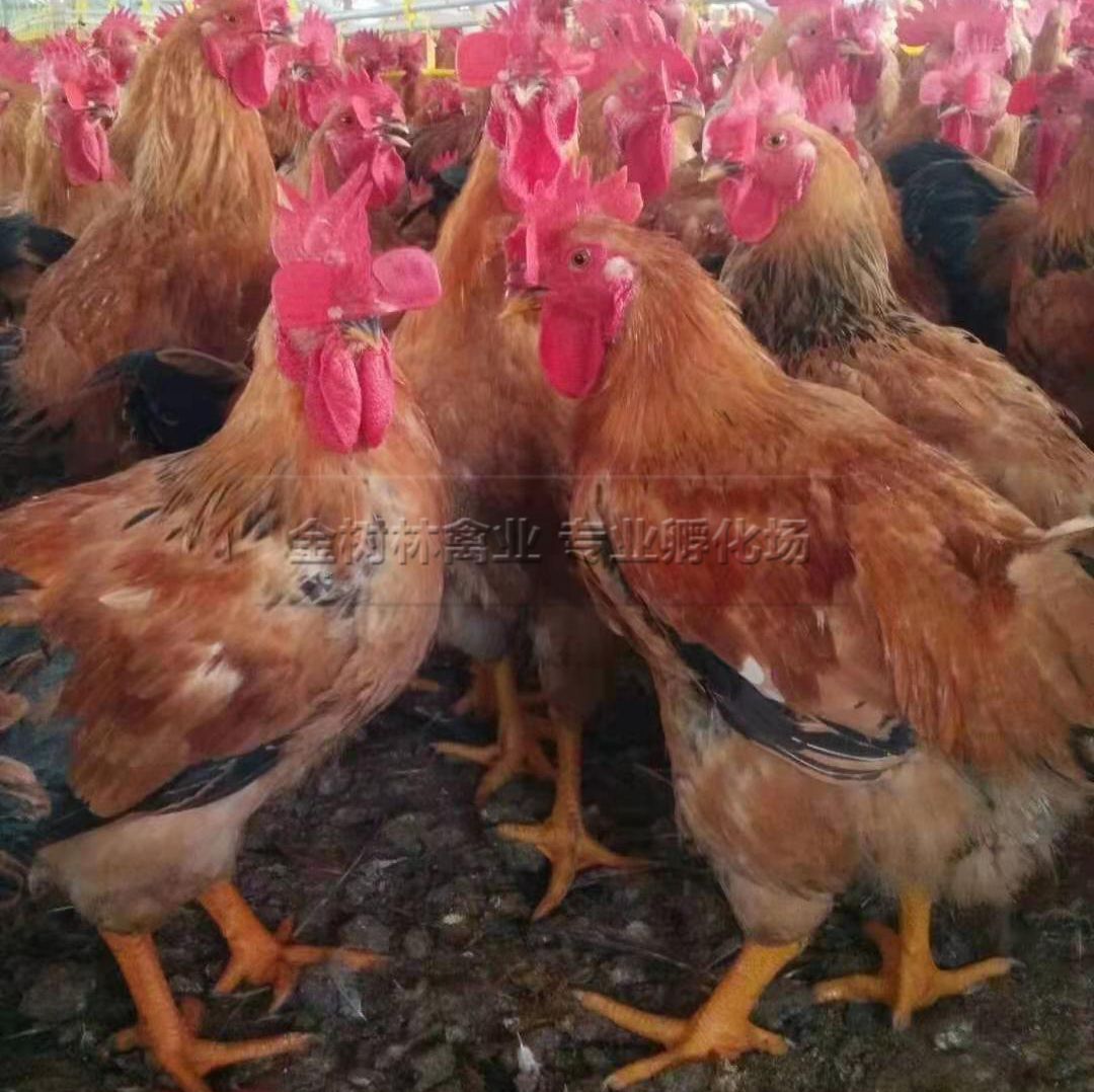 脱温鸡苗  脱温K9肉鸡苗麻黄快大新广901广东清远麻鸡青脚麻鸡良凤花鸡