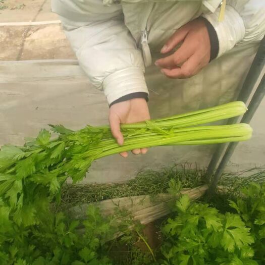商丘西芹  无丝，无渣优质精品芹菜