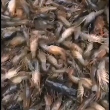 荆州小龙虾苗  湖北虾苗批发，千亩养殖基地，个头大，质量保证欢迎老板考察合作
