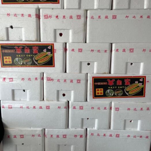 寿光市羊角蜜甜瓜 羊角蜜精品 糖度13.9以上 重量 0.8到1.2斤 外美