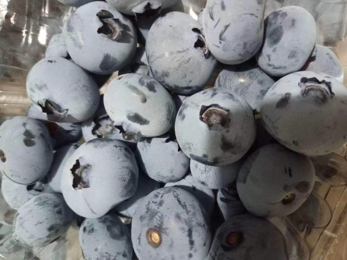 山东蓝莓  青岛蓝莓鲜果！品种多口感好质量高，欢迎老板下单