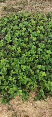 东港市红颜草莓苗 预接丹东久久草莓苗