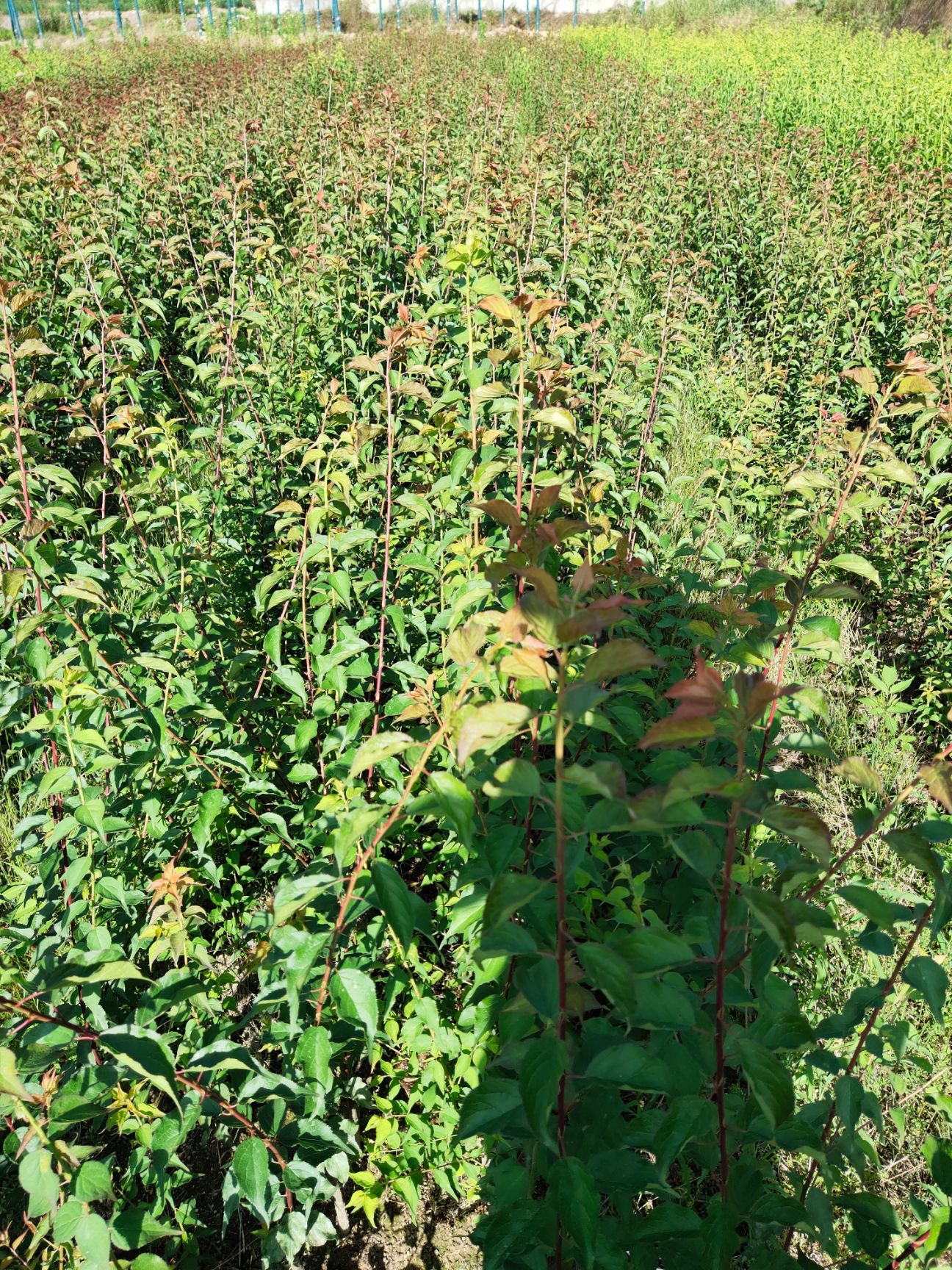 乌梅树 有各种青梅，乌梅，溜溜梅树苗出售，欢迎定购